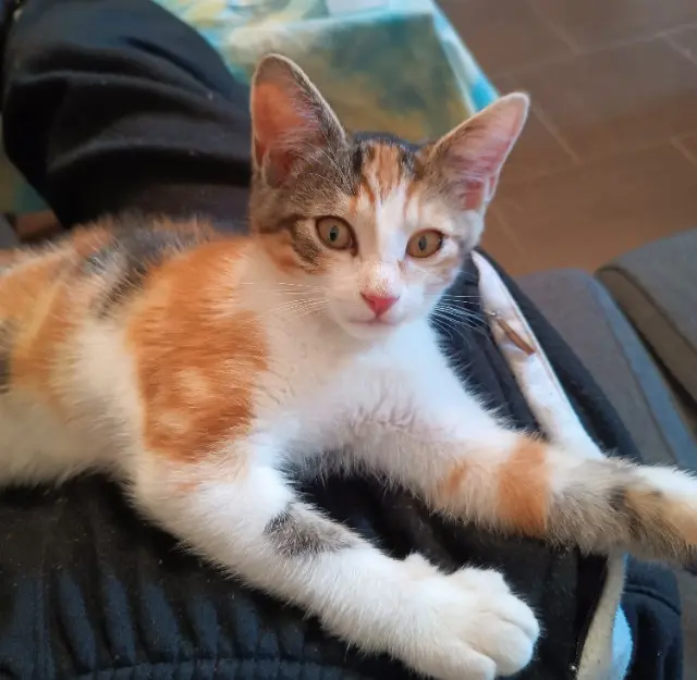 chatte lost   72650 La Bazoge Flora