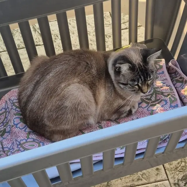 chatte lost   72300 La Chapelle-d'Aligné Fripouille