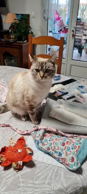 chatte lost   72650 Trangé HERMIONE