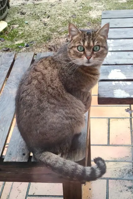 chatte lost   72340 La Chartre-sur-le-Loir Hope