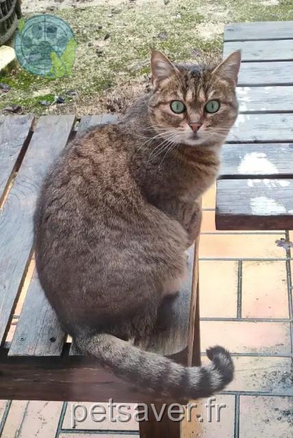 chatte perdue 72340 La Chartre-sur-le-Loir Hope chatte lost 72340 La Chartre-sur-le-Loir Hope