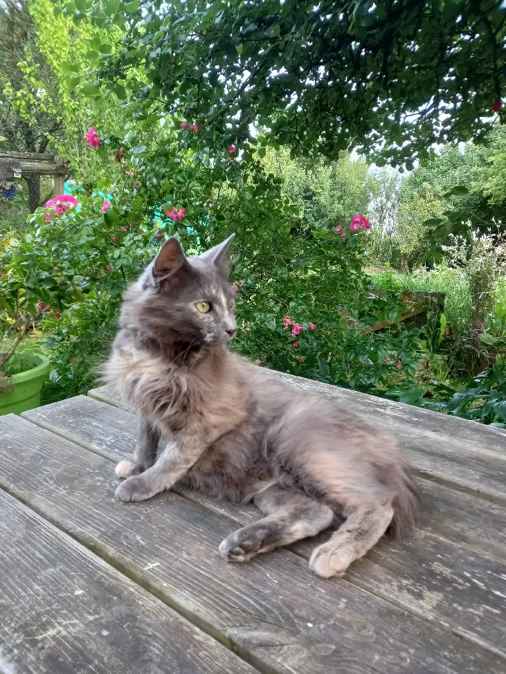 Chatte Perdue 72 Sarthe - June Chatte Perdue 72 Sarthe - June