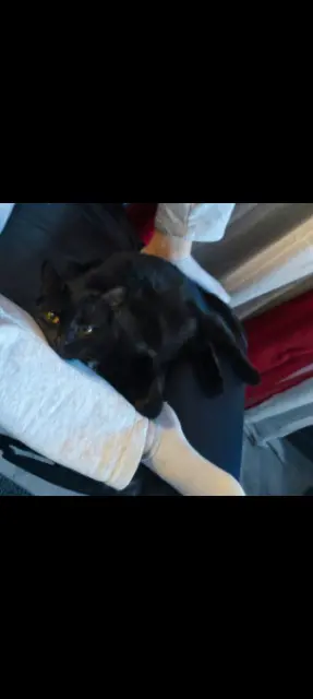 chatte lost   72390 Dollon Kit-kat (kiki)