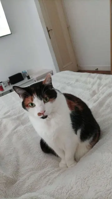 chatte lost   72300 Sablé-sur-Sarthe Kiwette