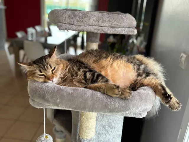 chatte lost   72220 Laigné-Saint-Gervais yumi