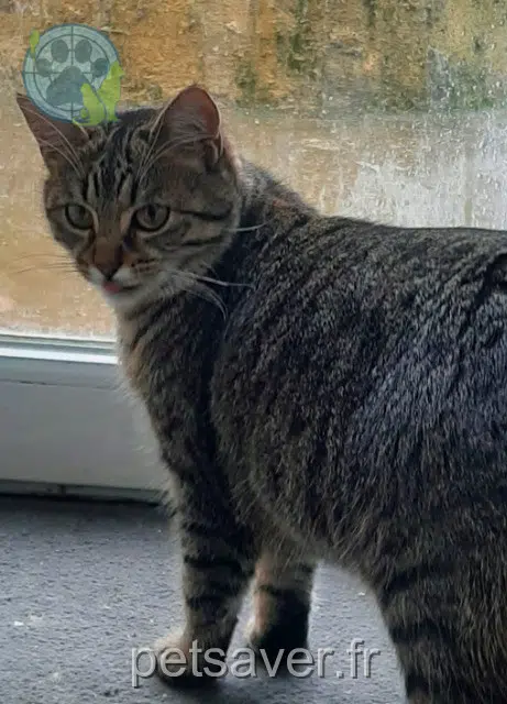 chatte lost   72220 Laigné-Saint-Gervais Kara