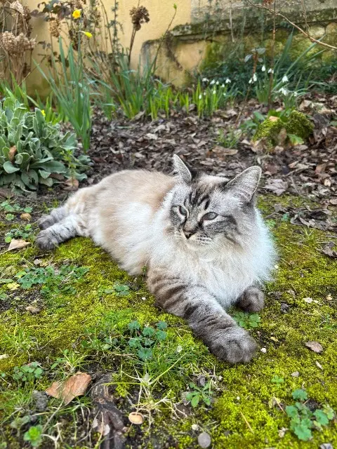chatte lost   72500 Vaas Laska