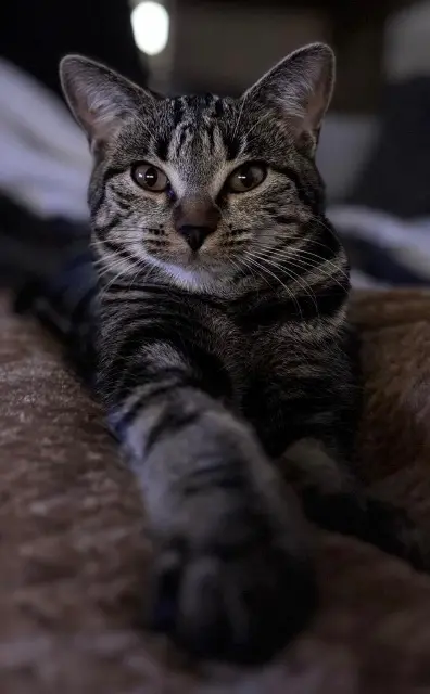 chatte lost    Le Mans Nala