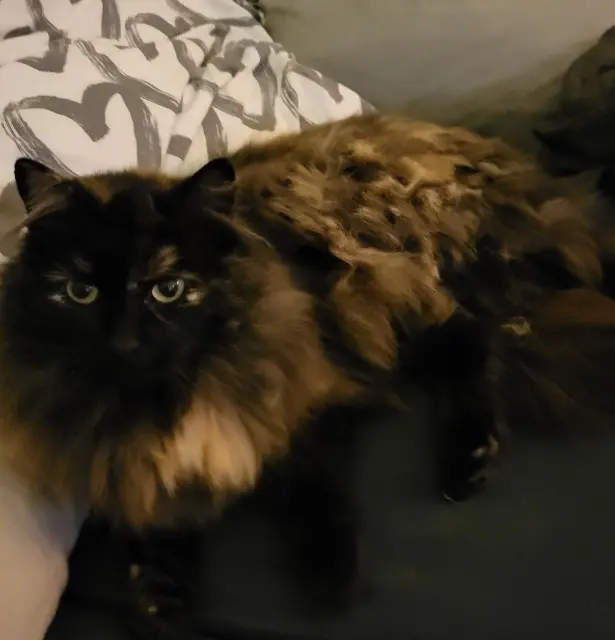 chatte lost    Le Mans Poka