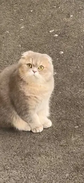 chatte lost    Le Mans Bouboule