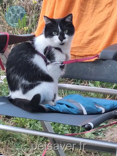 chatte lost    Le Mans Cébile