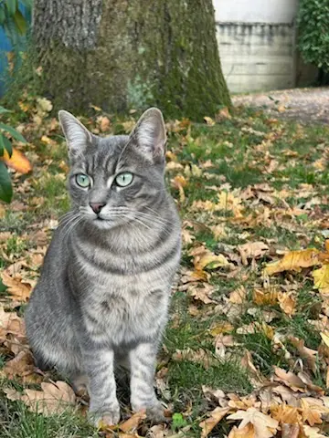 chatte lost    Le Mans Etna