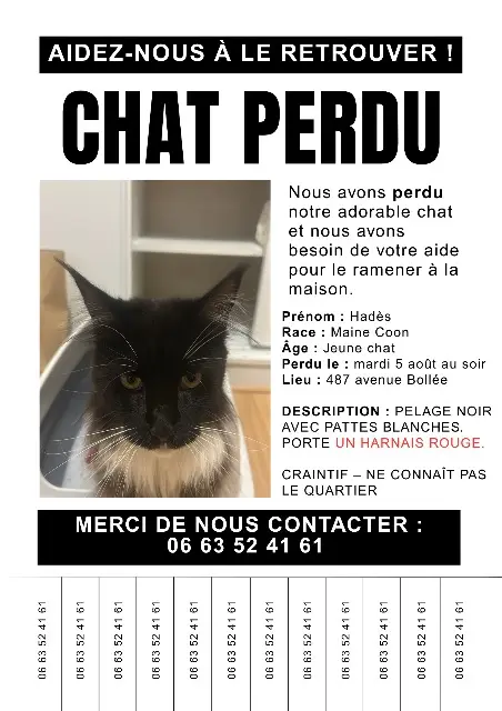chatte lost    Le Mans Hadès