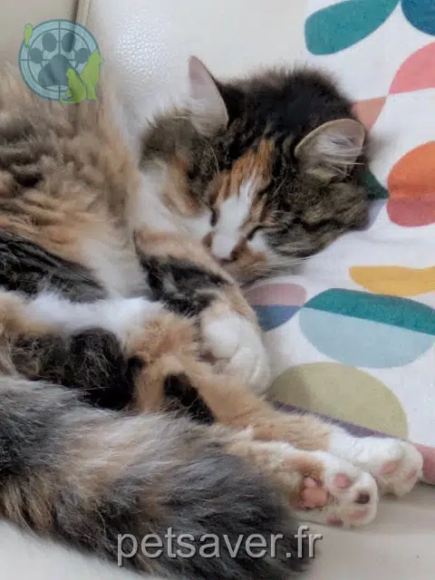 chatte lost    Le Mans Milla