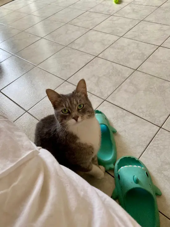 Chatte Perdue 72 Sarthe Le Mans - Navie Chatte Perdue 72 Sarthe Le Mans - Navie