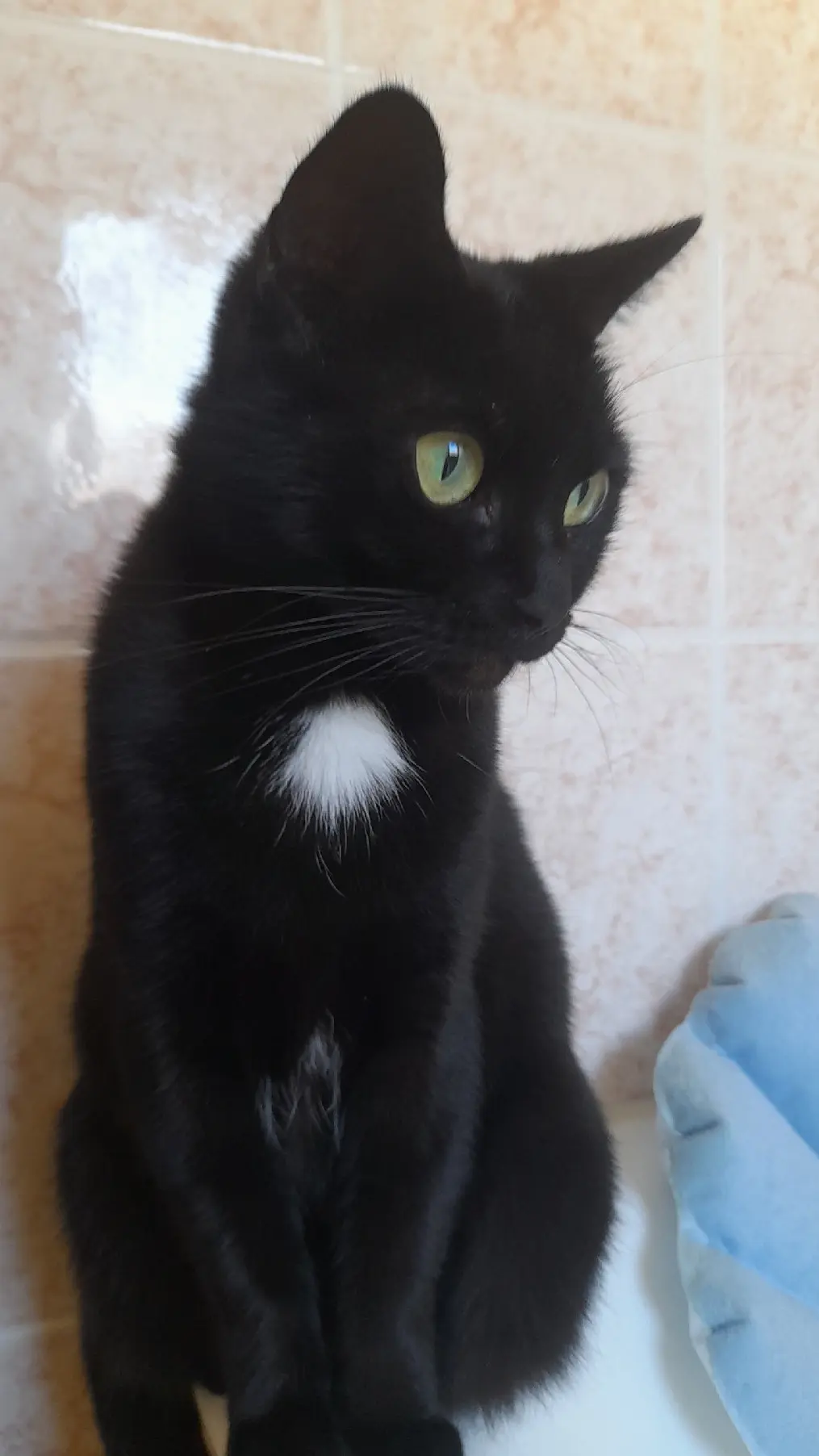 Chatte Perdue 72 Sarthe Le Mans - Phoebe Chatte Perdue 72 Sarthe Le Mans - Phoebe