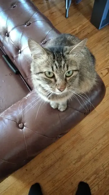 chatte lost    Le Mans Tipunch