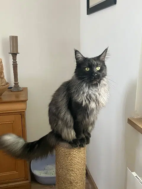 chatte lost    Le Mans Ulyssia