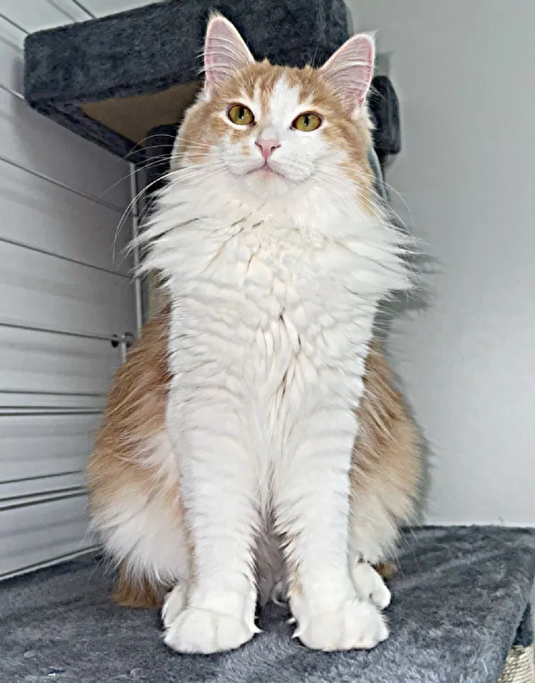 Chatte Perdue 72 Sarthe Le Mans Chatte Perdue 72 Sarthe Le Mans