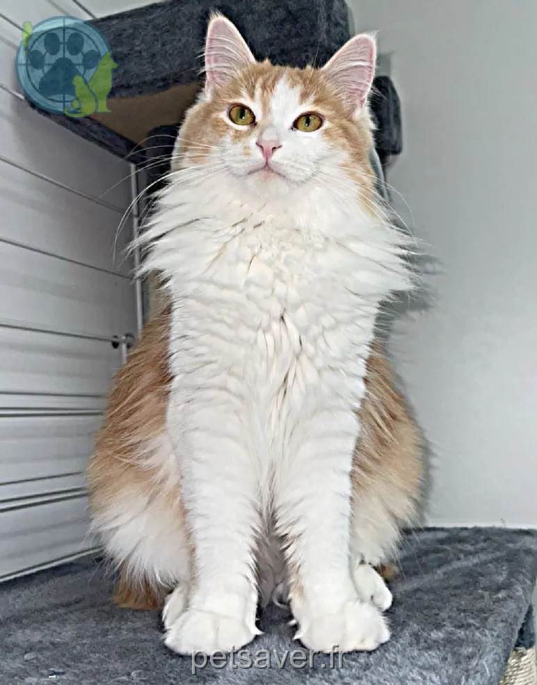 Chatte Perdue 72 Sarthe Le Mans Chatte Perdue 72 Sarthe Le Mans