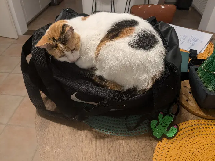 Chatte Perdue 72 Sarthe Le Mans Chatte Perdue 72 Sarthe Le Mans