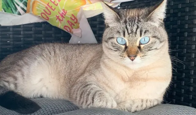 chatte lost   72320 Lamnay Lilou