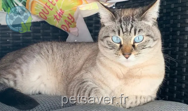 cat lost 72320 Lamnay Lilou cat lost 72320 Lamnay Lilou
