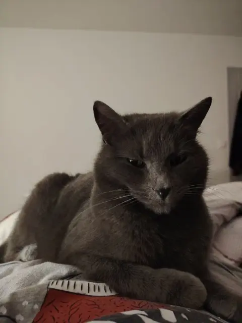 chatte lost   72600 Mamers Lola