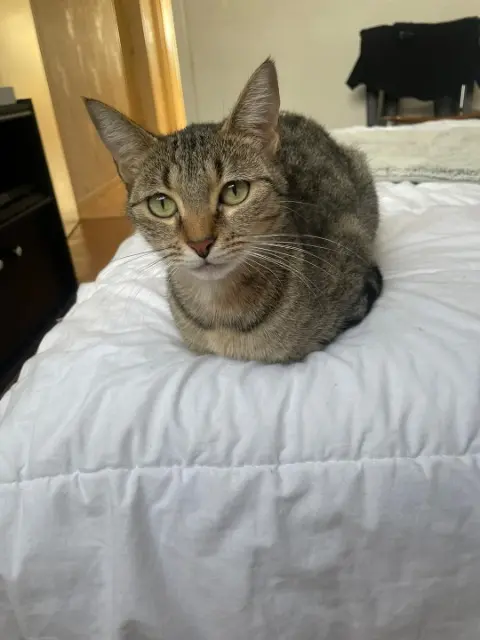 chatte lost   72700 Allonnes Louna