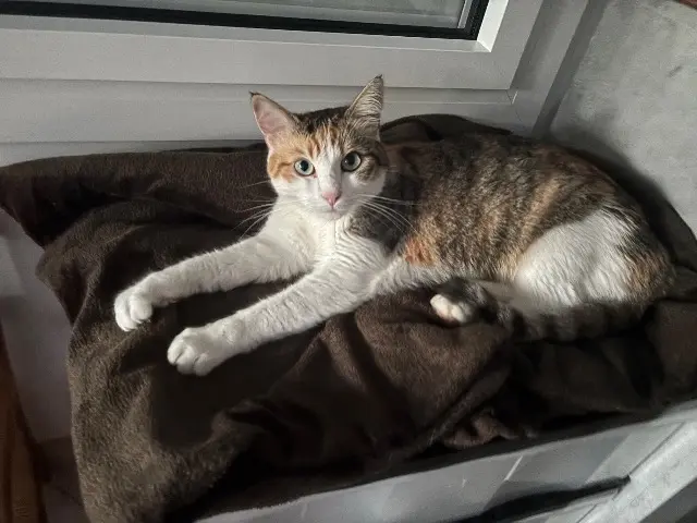 chatte lost   72400 Cormes Maena
