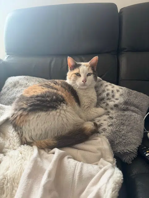 chatte lost   72400 Préval Malice