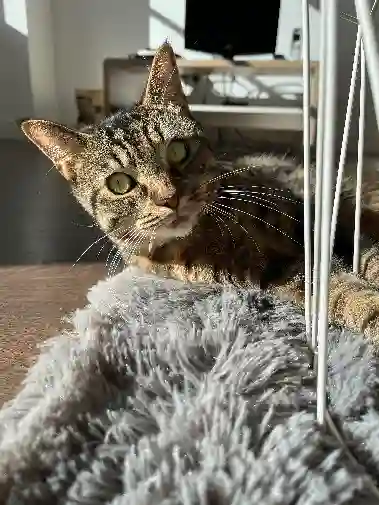 Chatte Perdue 72 Sarthe - Malo Chatte Perdue 72 Sarthe - Malo