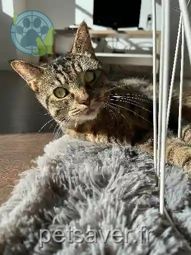 Chatte Perdue 72 Sarthe - Malo Chatte Perdue 72 Sarthe - Malo
