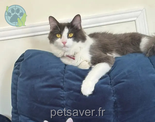 cat lost 72190 Saint-Pavace Michka cat lost 72190 Saint-Pavace Michka