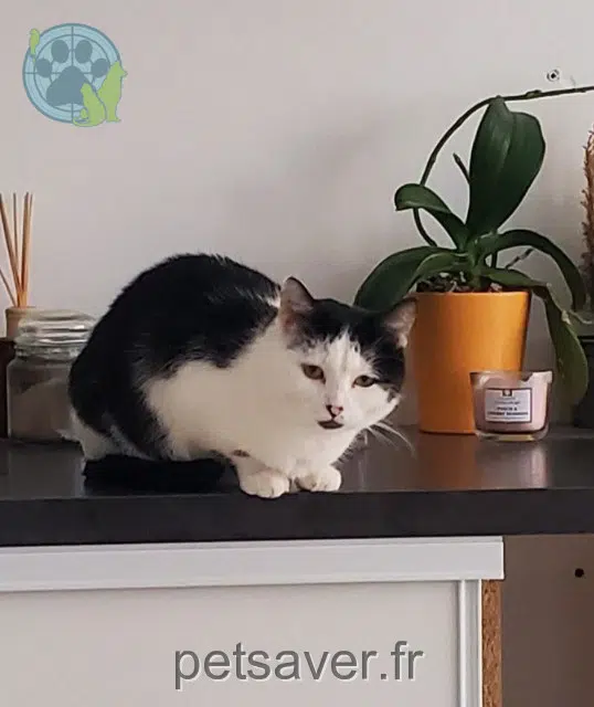 gatta lost   72200 Mareil-sur-Loir Mimette