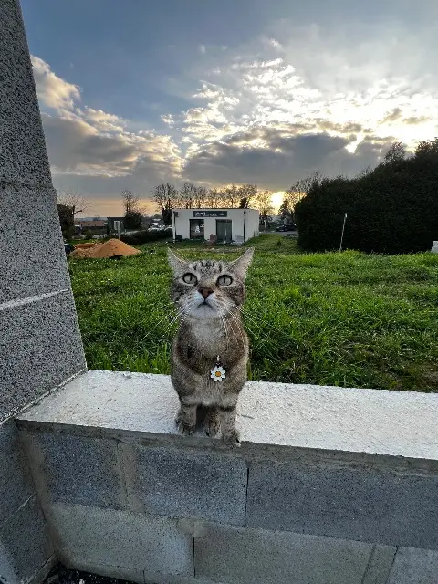 chatte lost   72540 Loué MIMI CHAT