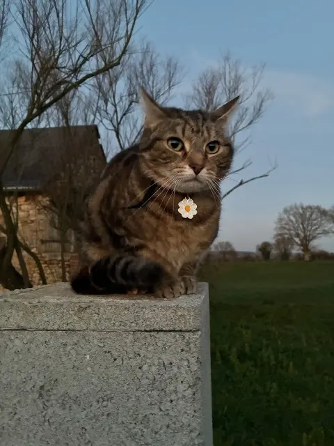 chatte lost   72540 Loué Mimi