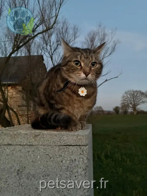 chatte perdue 72540 Loué Mimi chatte lost 72540 Loué Mimi