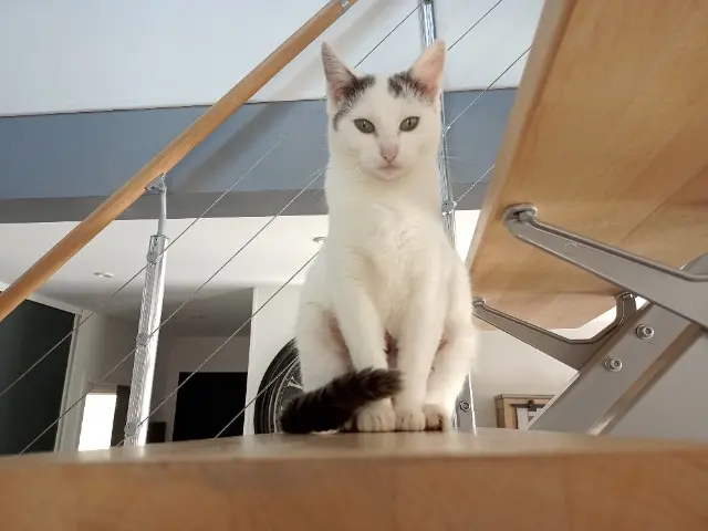 chatte lost   72340 Marçon minette