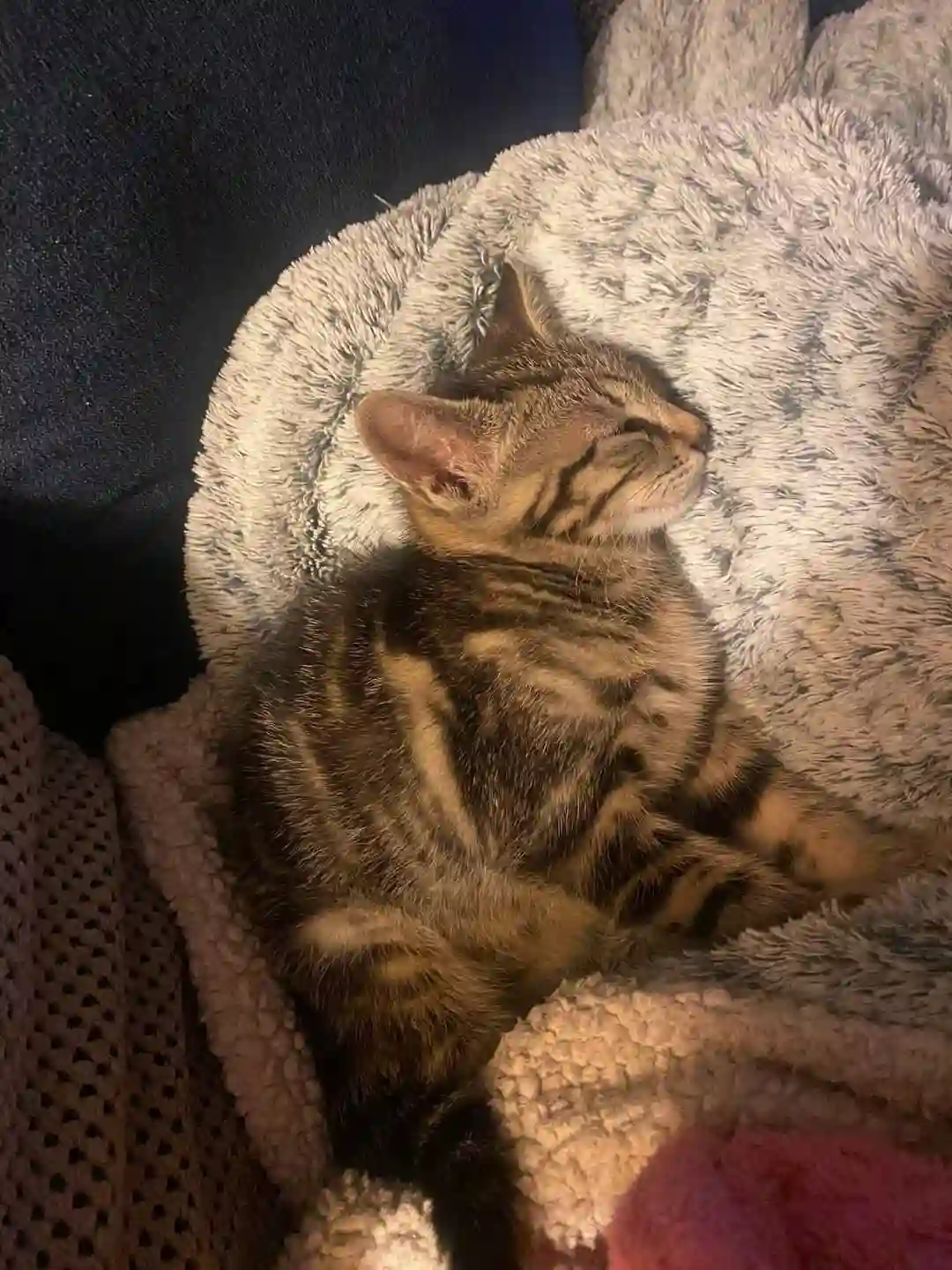 Chatte Perdue 72 Sarthe - Nala Chatte Perdue 72 Sarthe - Nala