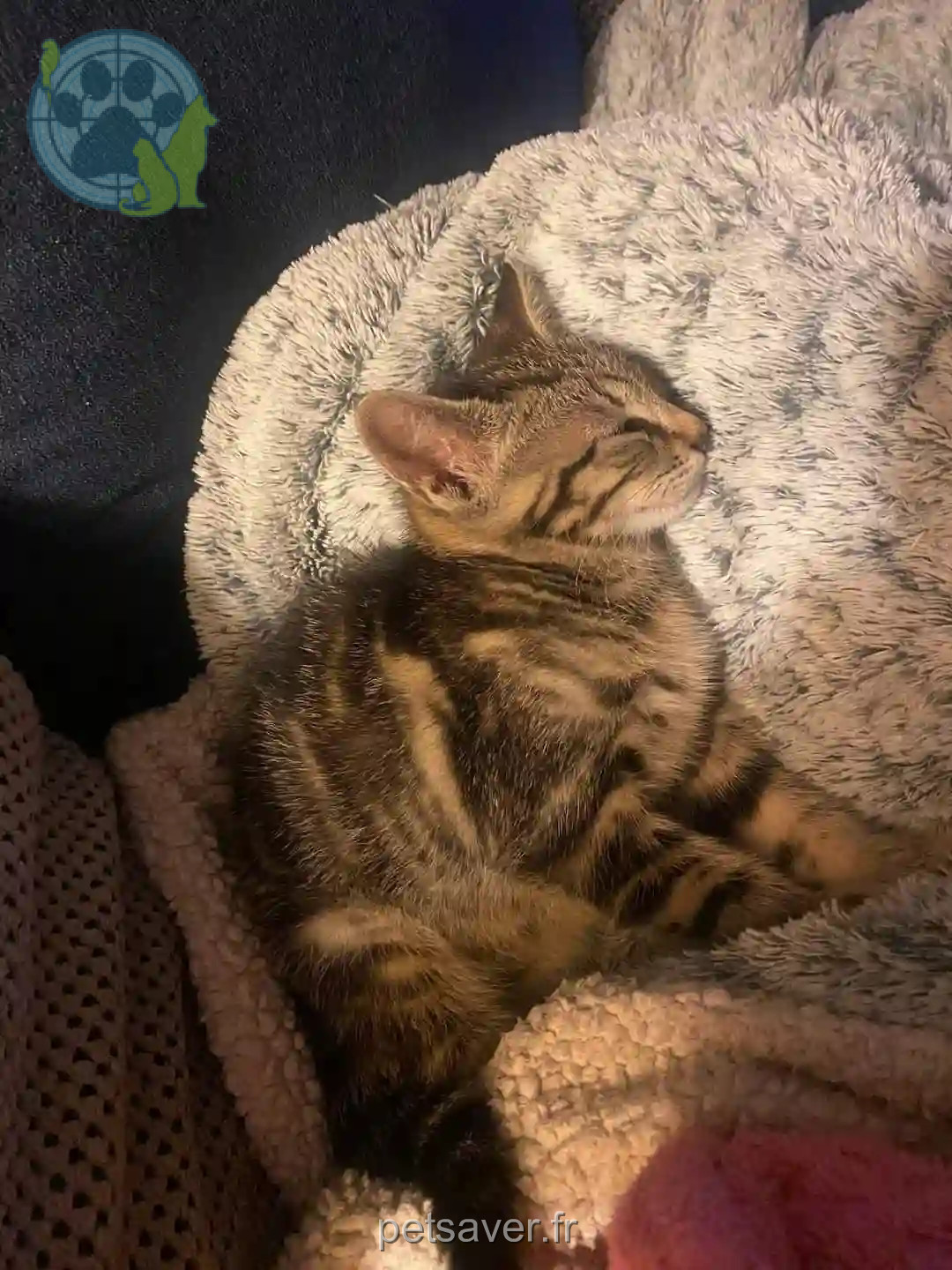 Chatte Perdue 72 Sarthe - Nala Chatte Perdue 72 Sarthe - Nala