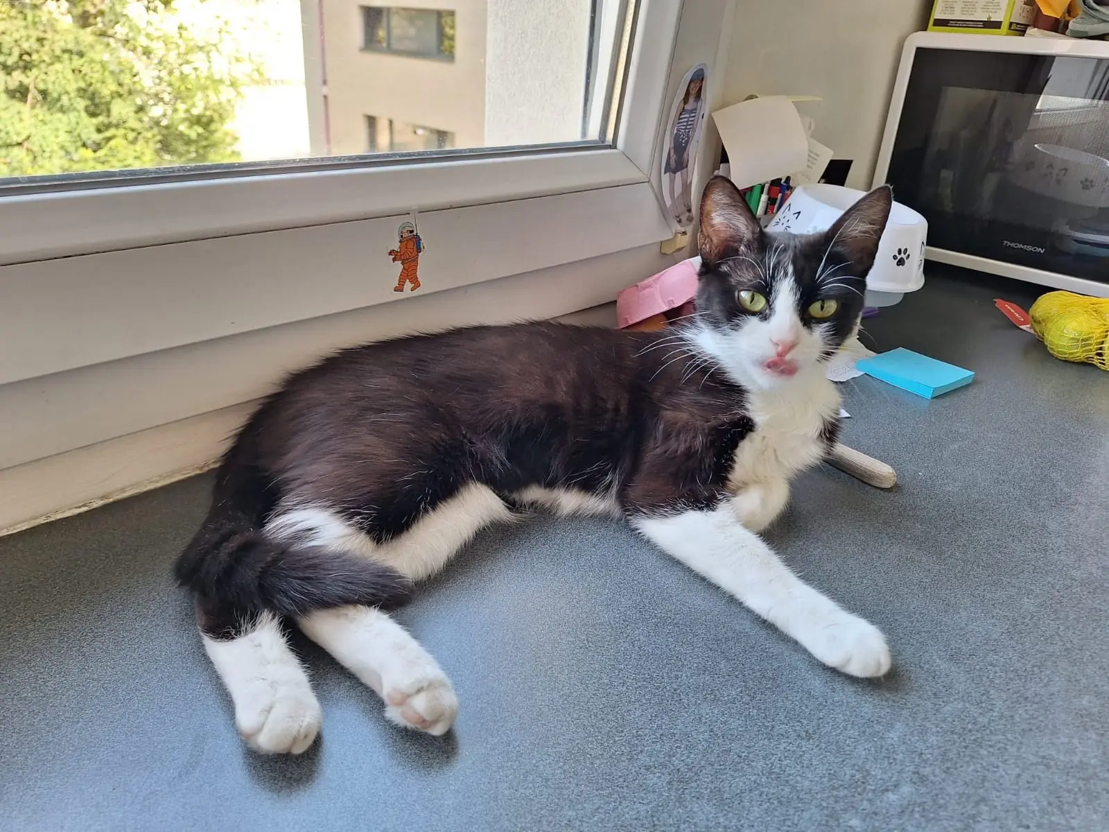 Chatte Perdue 72 Sarthe - Nala Chatte Perdue 72 Sarthe - Nala