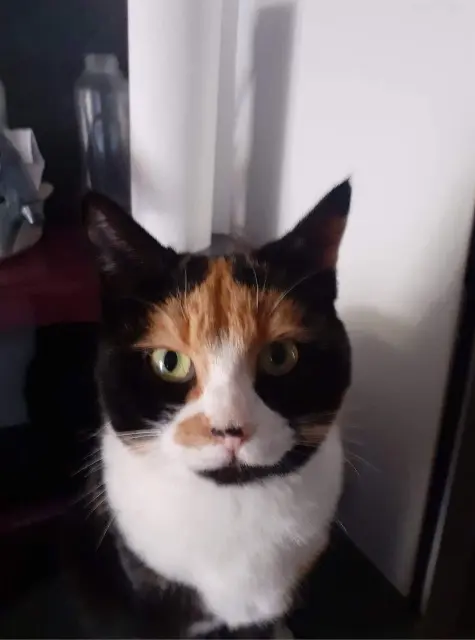 chatte lost   72230 Mulsanne Nala