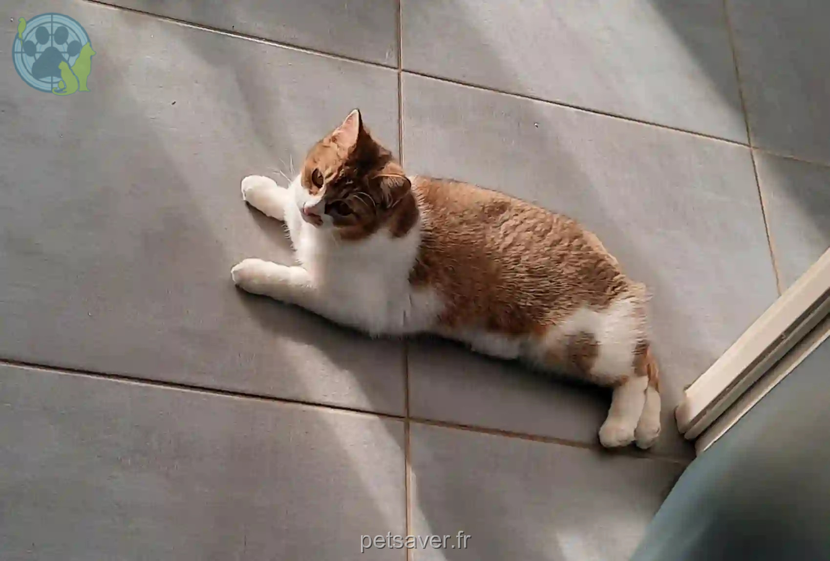 Chatte Perdue 72 Sarthe - Naya Chatte Perdue 72 Sarthe - Naya