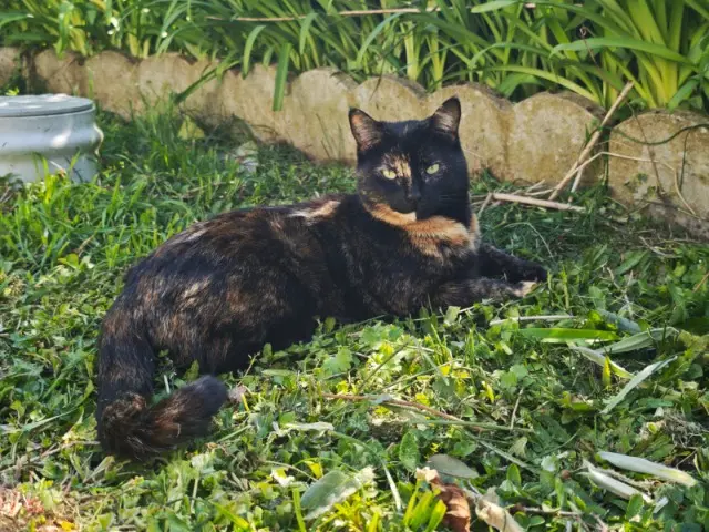 chatte lost   72220 Marigné-Laillé NEPTUNE