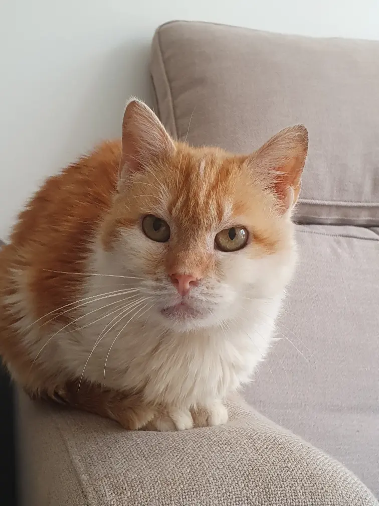 Chatte Perdue 72 Sarthe - Noisette Chatte Perdue 72 Sarthe - Noisette