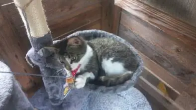 chatte lost   72360 Mayet Patoune
