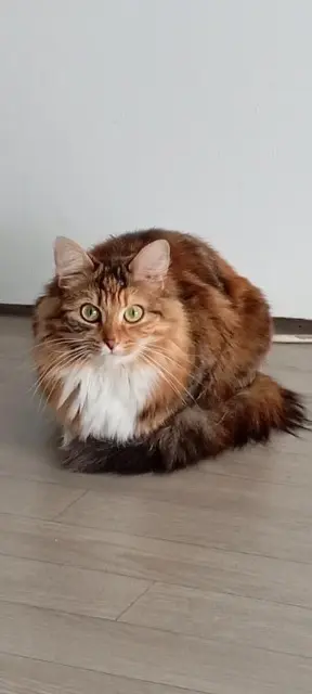 chatte lost   72190 Coulaines Pomme