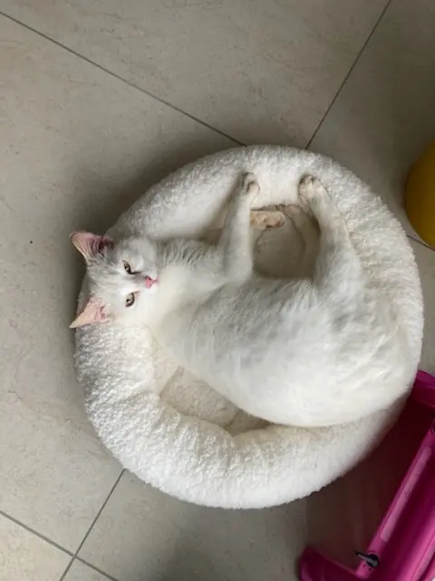 chatte lost   72150 Le Grand-Lucé Pépita