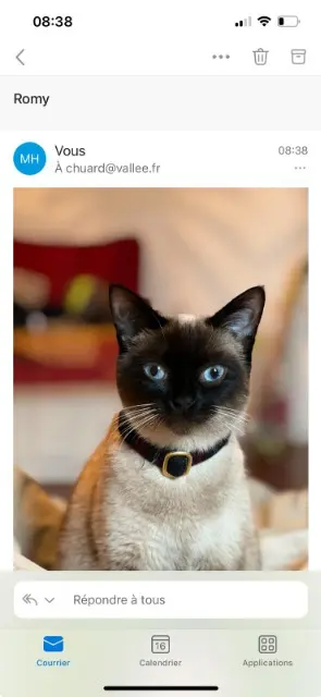 chatte lost   72250 Challes ROMY